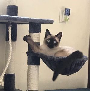 Meet your Posher, Melody